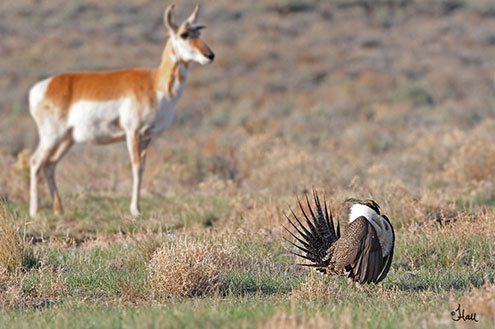 Greater sage grouse. Credit Jennifer Hall